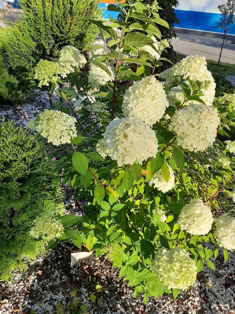 Как я посетила парк стадиона «Беломорец». Впечатления и красивые кадры