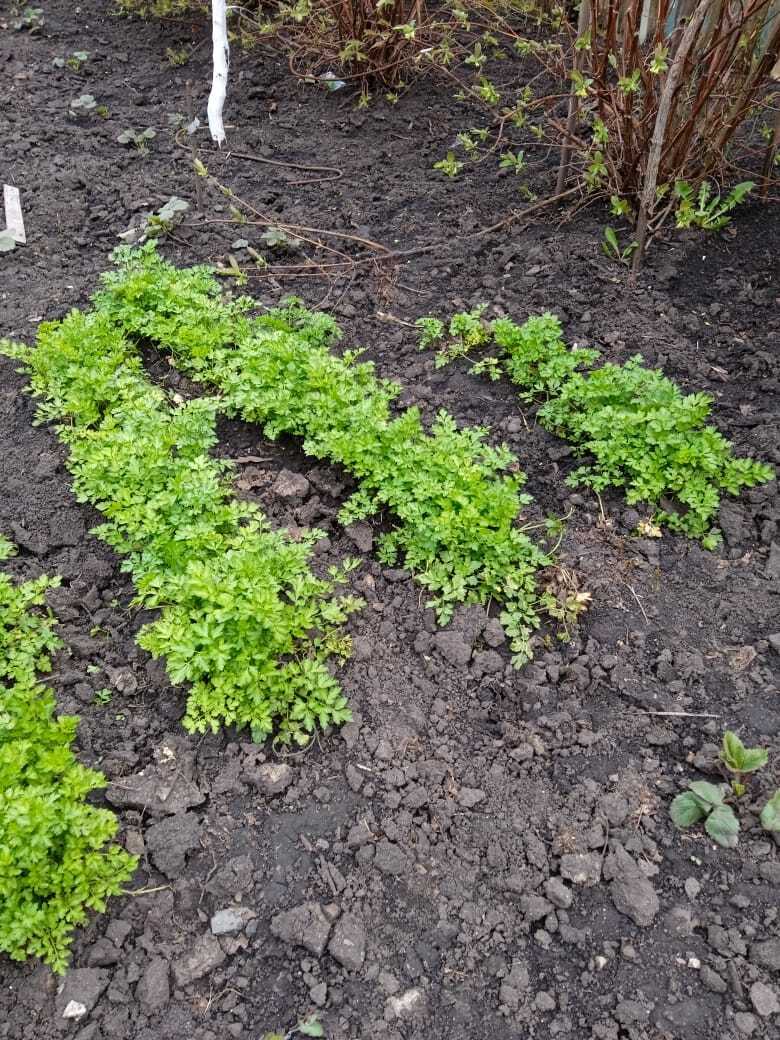 Апрельские выходные на даче: мои новые покупки - саженцы клубники Гигантелла Максим с размером ягод до 100 гр., колоновидные черешни