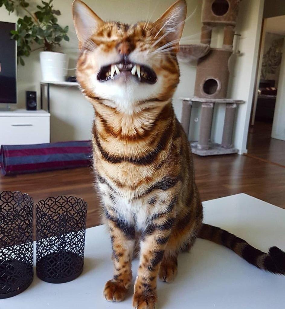 Кошачье сумасшествие: Что заставляет наших пушистых друзей впадать в безумие?