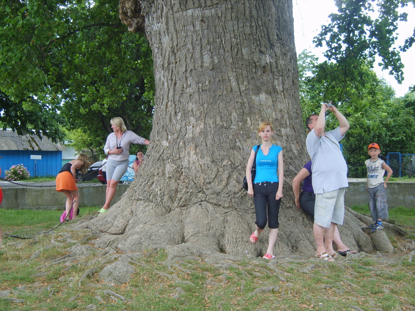 Тюльпановое дерево в поселке Головинка. Как мы посетили необычную достопримечательность Лазаревского района