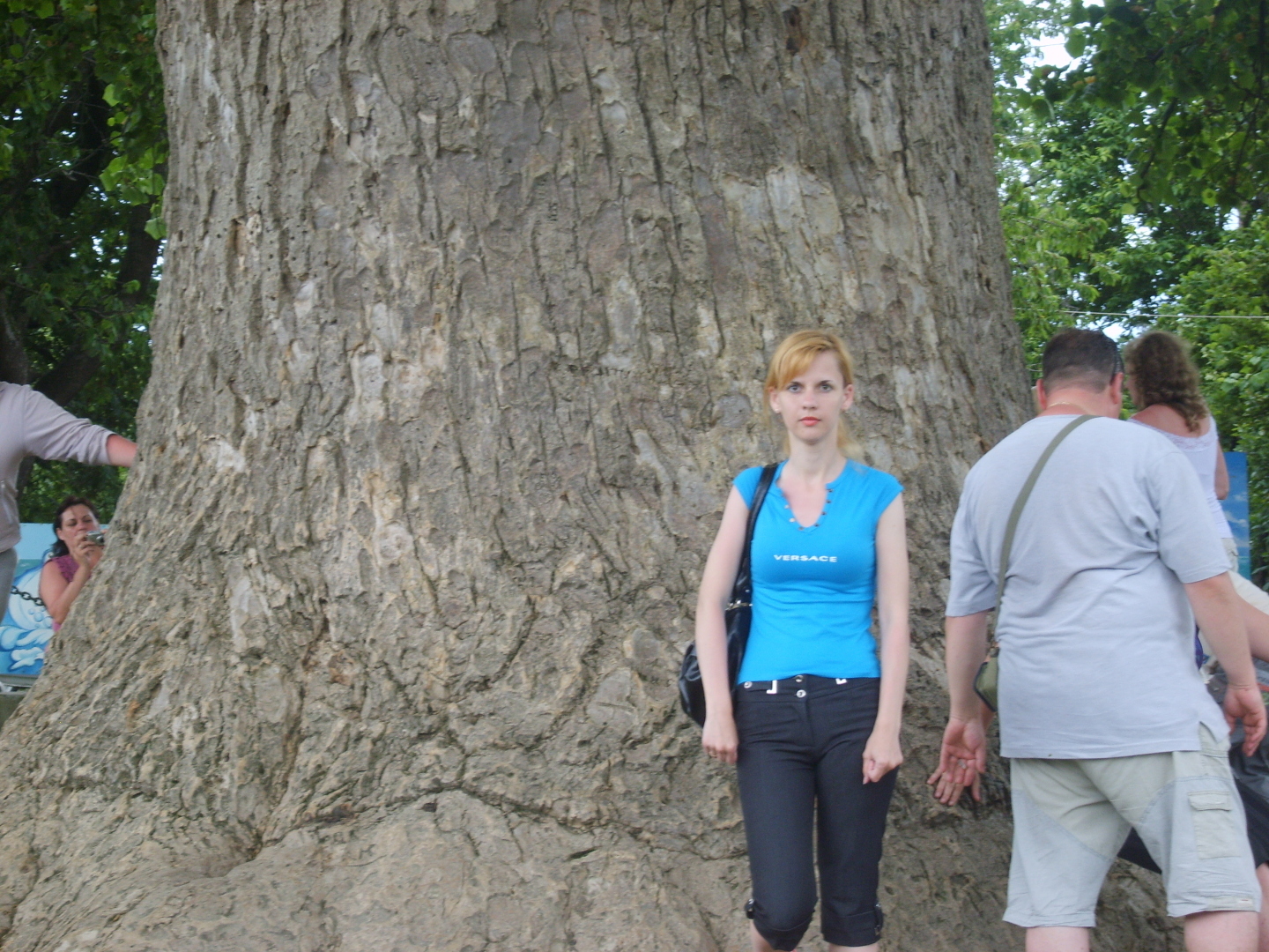 Тюльпановое дерево в поселке Головинка. Как мы посетили необычную достопримечательность Лазаревского района