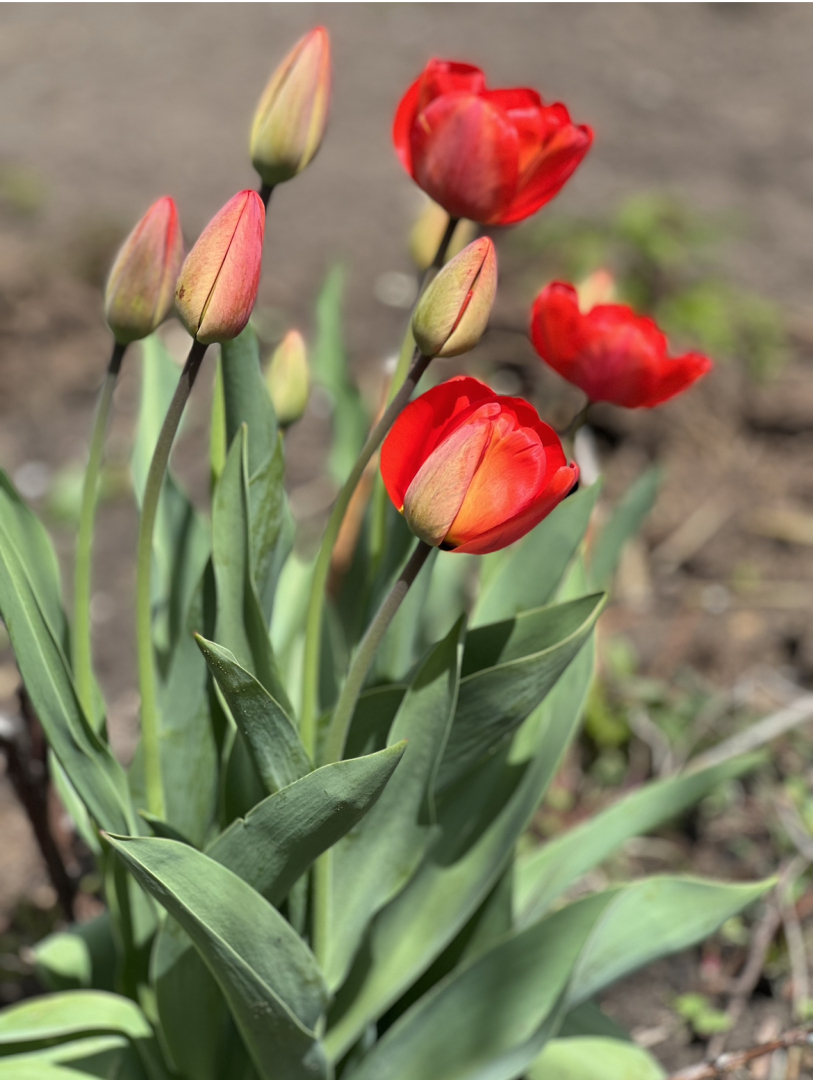 Как можно распорядиться средствами материнского капитала?!