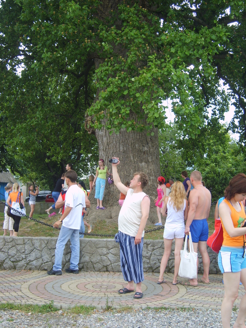 Тюльпановое дерево в поселке Головинка. Как мы посетили необычную достопримечательность Лазаревского района