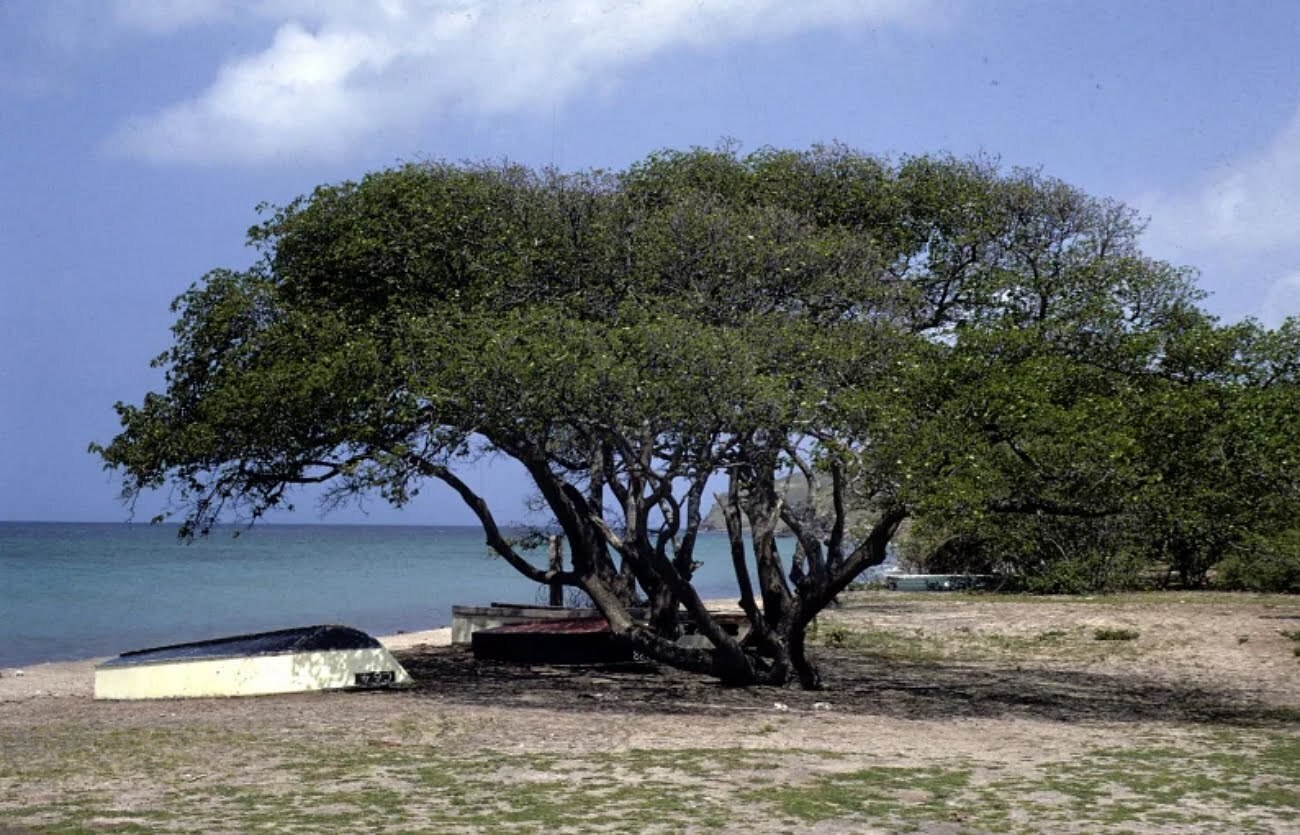 5 опасных деревьев нашей планеты