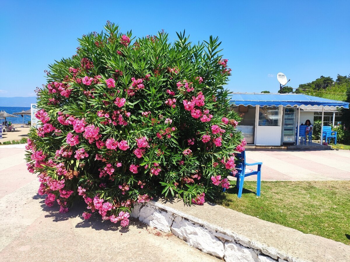 5 опасных деревьев нашей планеты