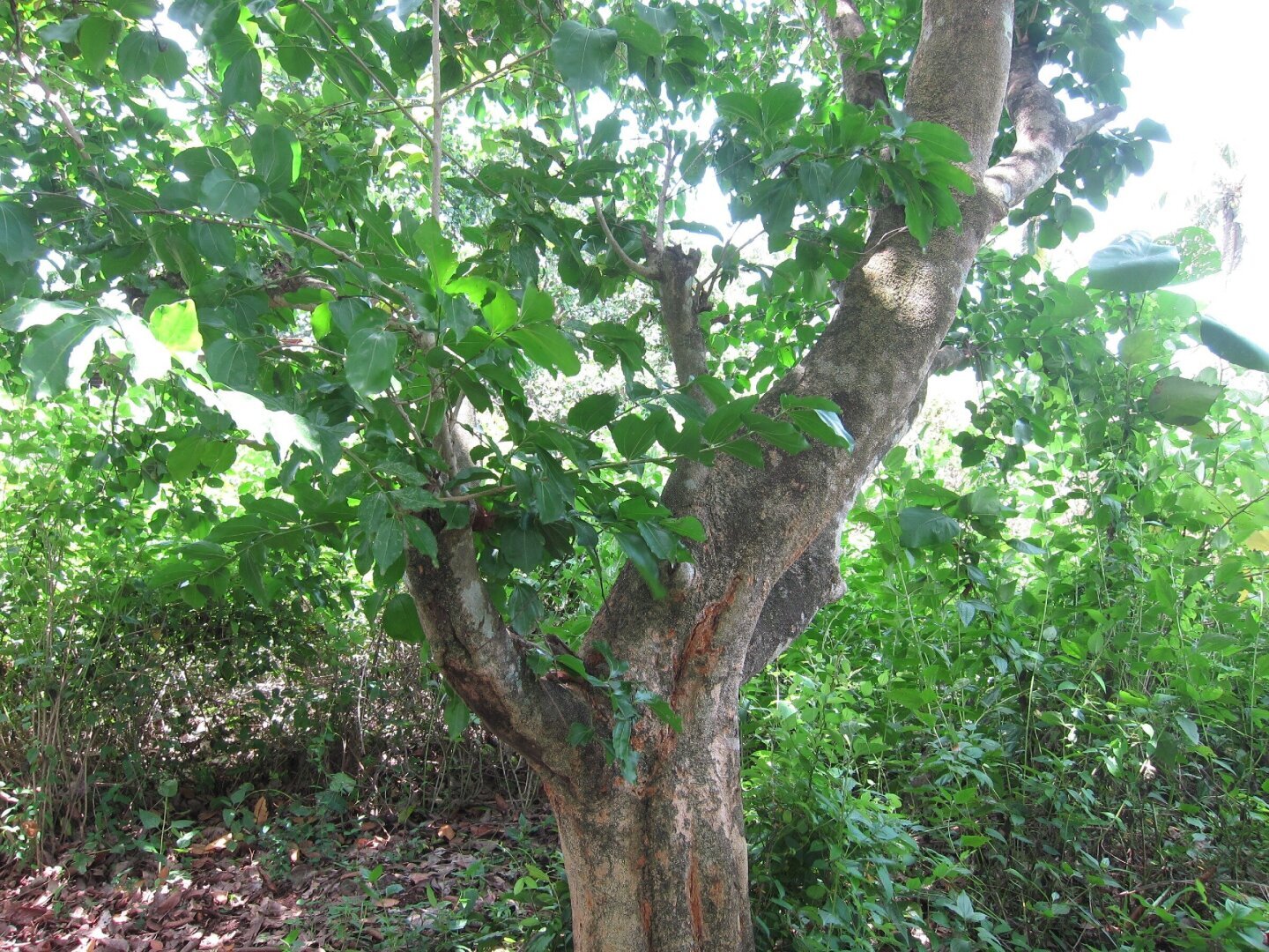 5 опасных деревьев нашей планеты