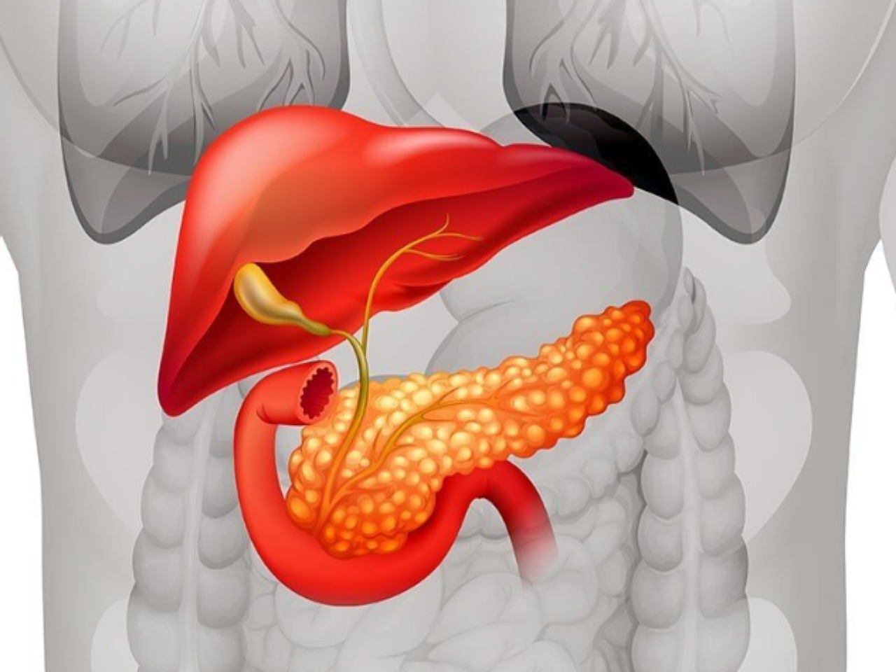 Болит поджелудочный пузырь. Поджелудочная железа pancreas. Поджелудочная железа 3д анатомия. Поджелудочная железа расположение в организме 3d. Tuber omentale поджелудочной железы.