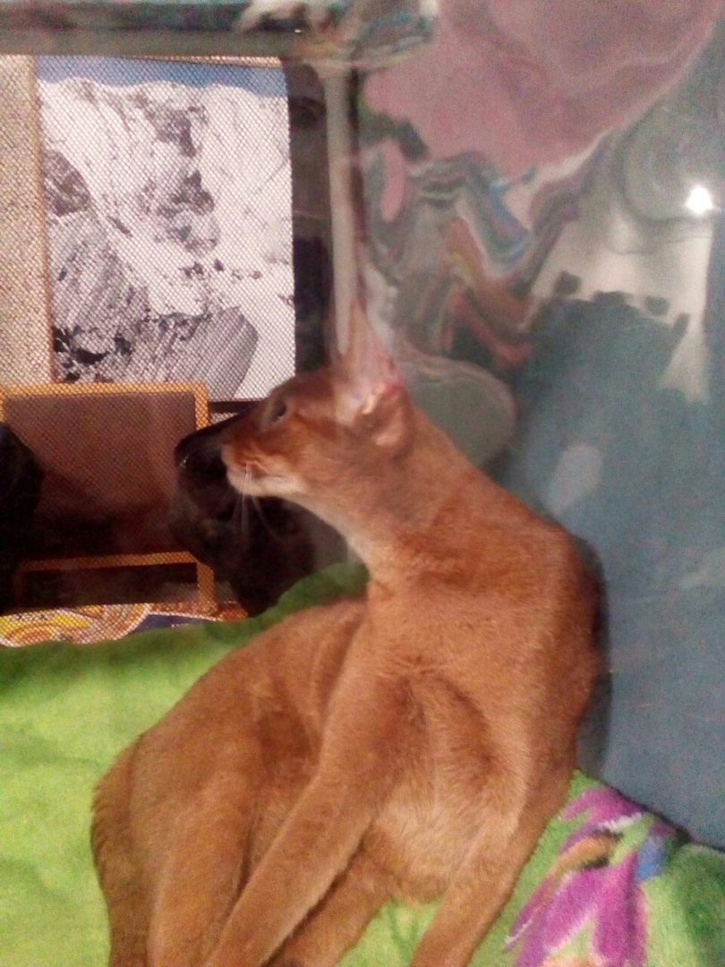 Мое посещение выставки «Кэт-ассорти», основные аспекты и почему я на такое больше не пойду