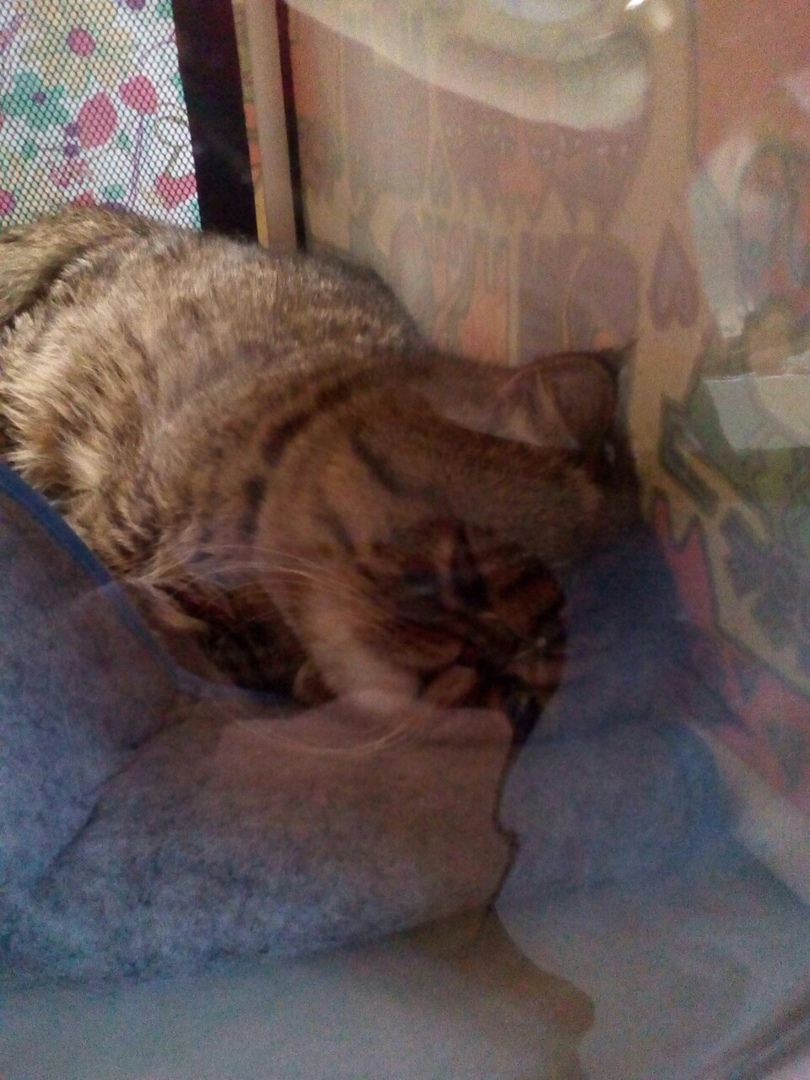 Мое посещение выставки «Кэт-ассорти», основные аспекты и почему я на такое больше не пойду