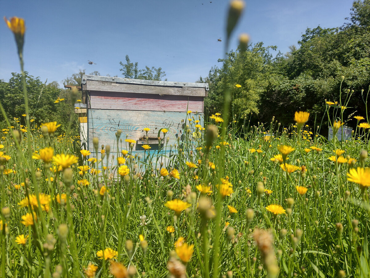 Мифы и факты о пчелах: развенчаем популярные заблуждения