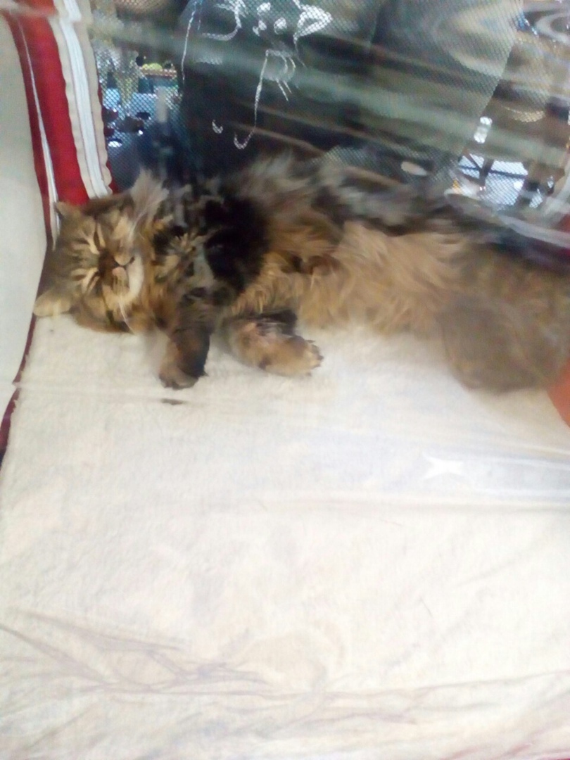 Мое посещение выставки «Кэт-ассорти», основные аспекты и почему я на такое больше не пойду