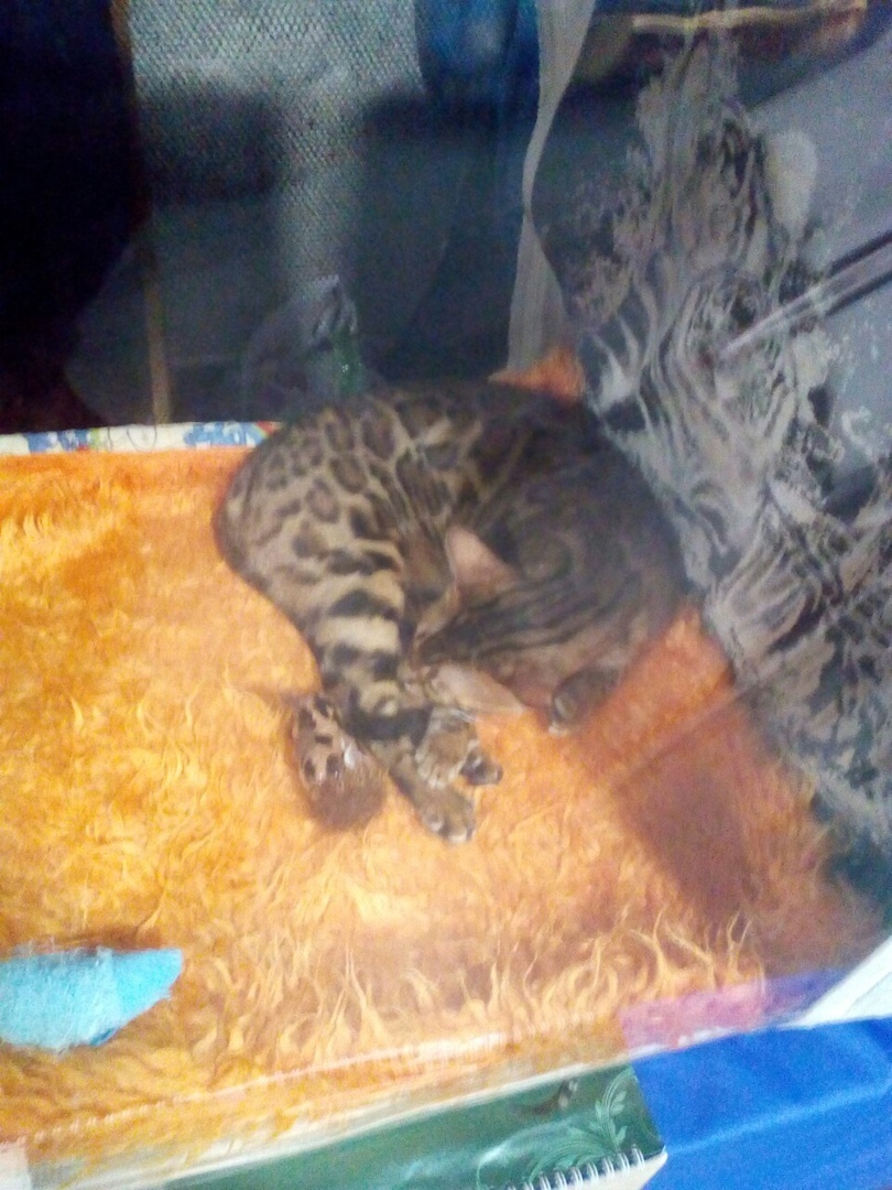 Мое посещение выставки «Кэт-ассорти», основные аспекты и почему я на такое больше не пойду