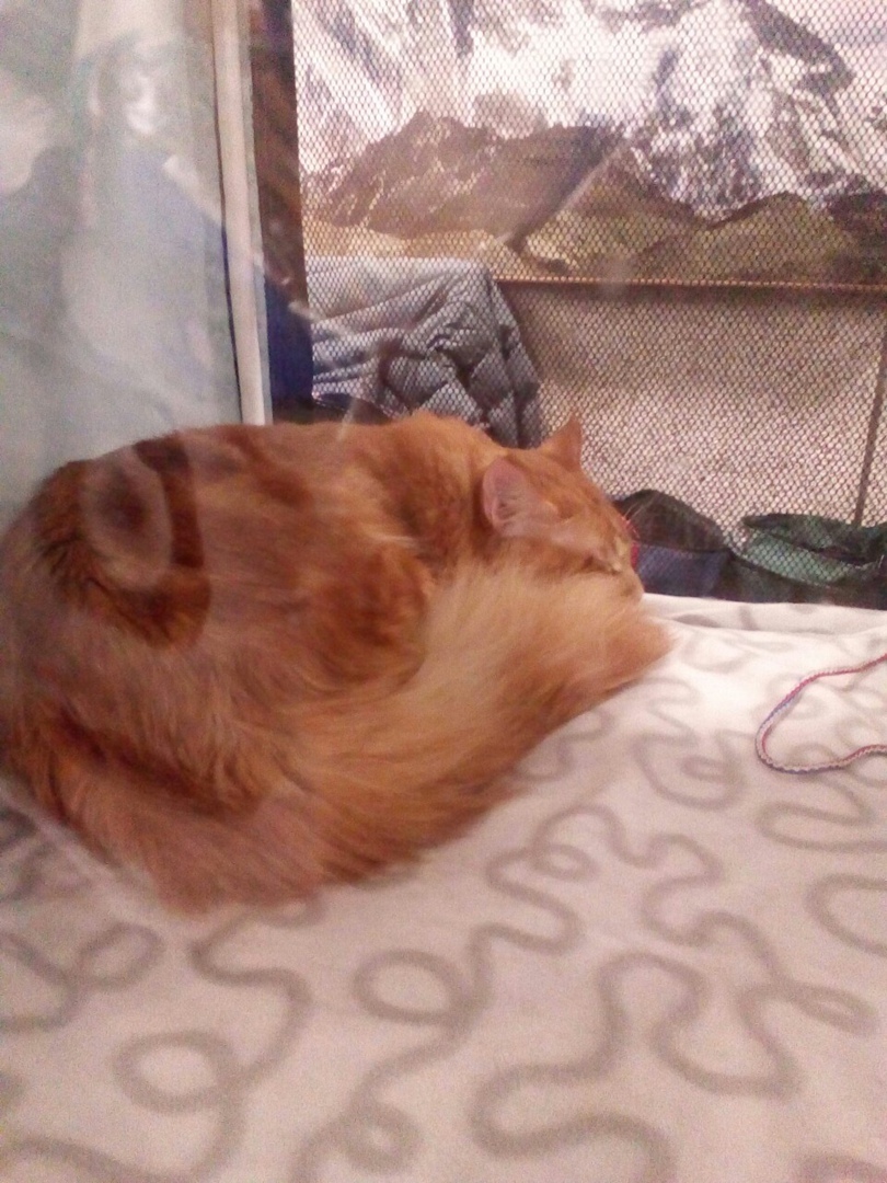 Мое посещение выставки «Кэт-ассорти», основные аспекты и почему я на такое больше не пойду