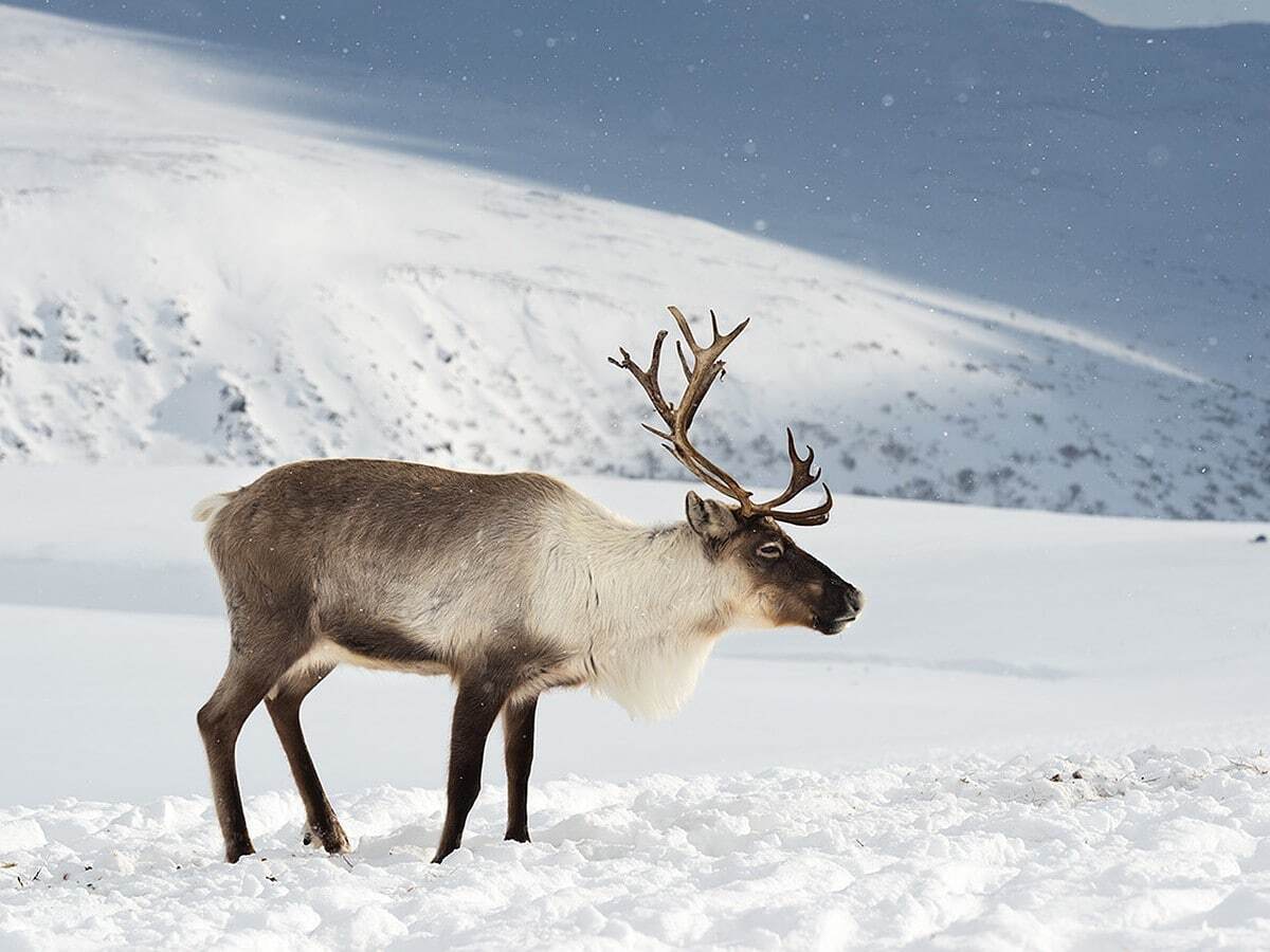У северного оленя глаза меняют свой цвет в зависимости от времени года.
