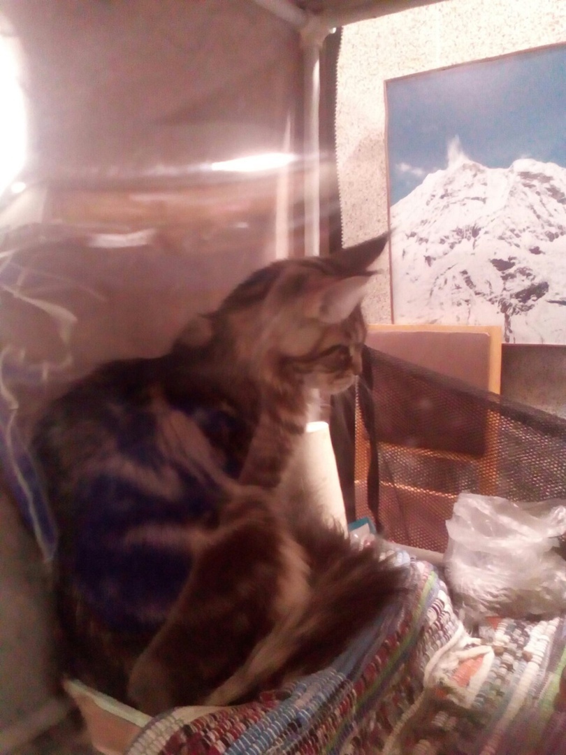 Мое посещение выставки «Кэт-ассорти», основные аспекты и почему я на такое больше не пойду