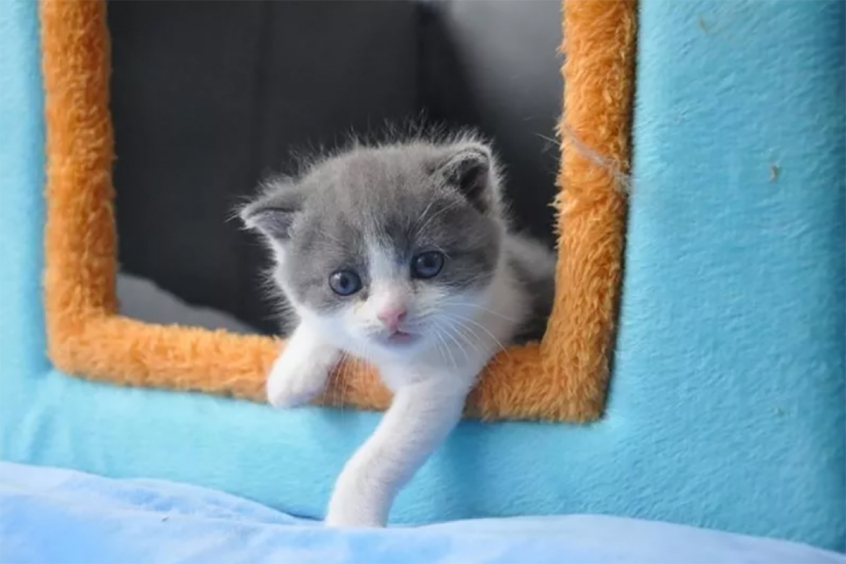 Первый успешно клонированный котёнок по-имени - Чеснок