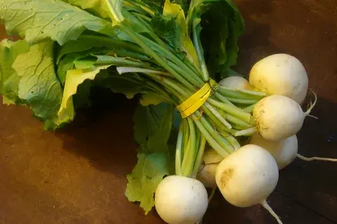 Репа: польза для здоровья и кулинарные рецепты