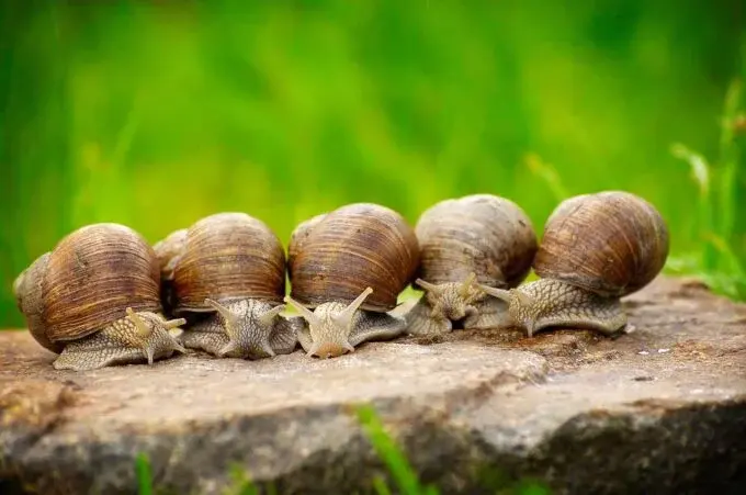 31 необычный факт об улитках