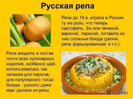 Репа: польза для здоровья и кулинарные рецепты