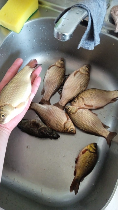 Любовь к рыбалке мне привил мой отец еще в детстве, а ловить рыбу я люблю и сейчас мой первый улов в этом 2024 году. Наконец-то вырвался!