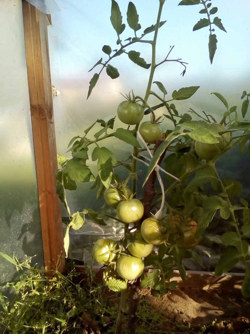 Что можно вырастить на своем земельном участке: красота и польза. Мой личный опыт.