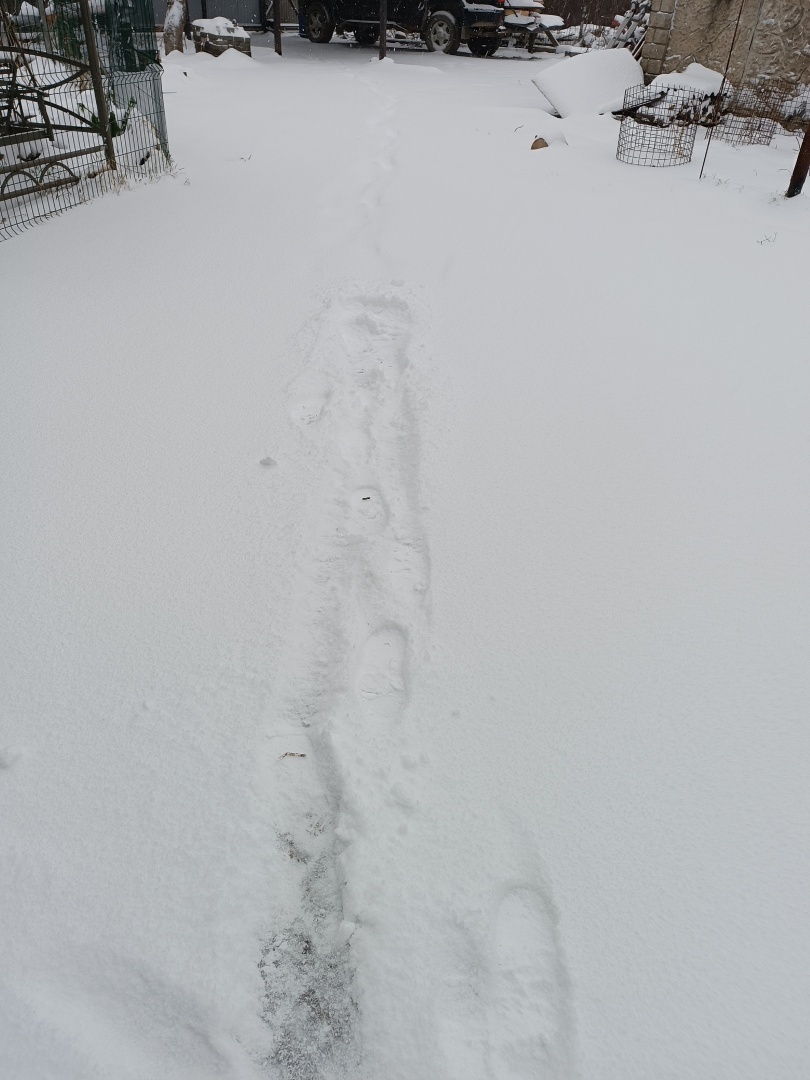 Утренняя химера