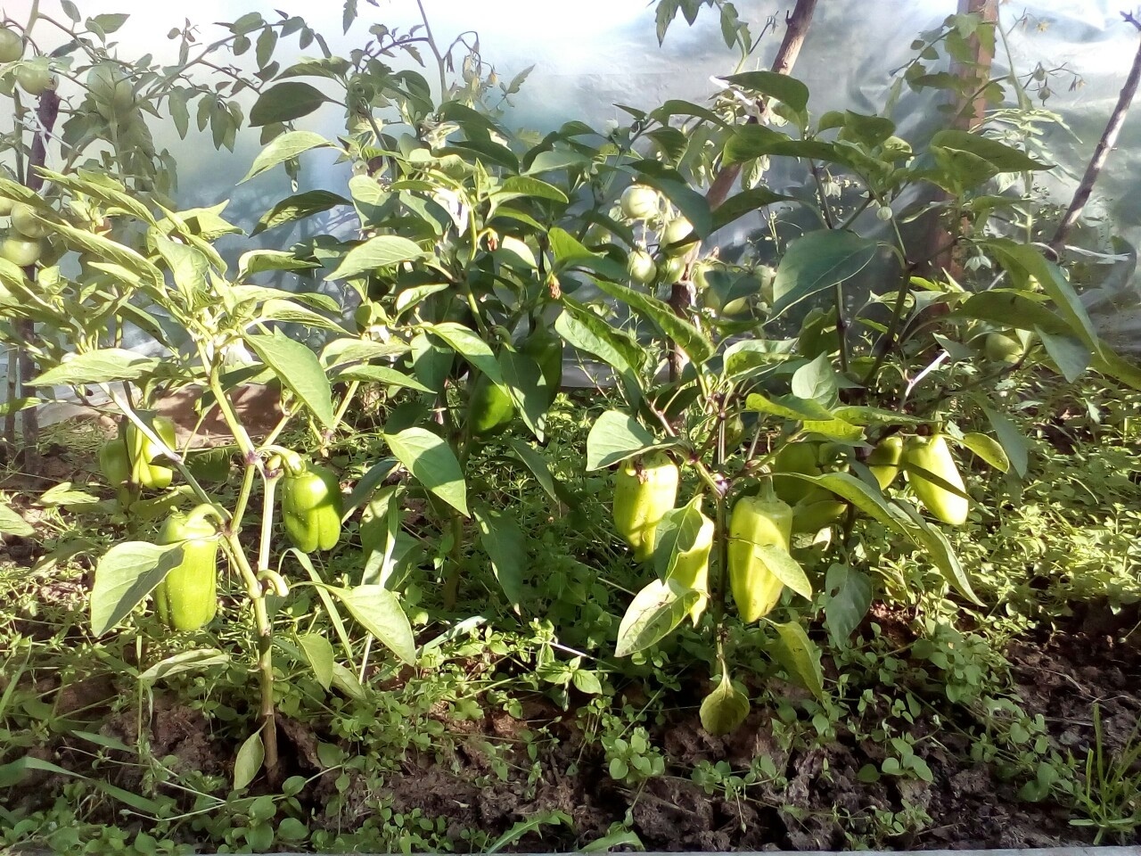 Что можно вырастить на своем земельном участке: красота и польза. Мой личный опыт.