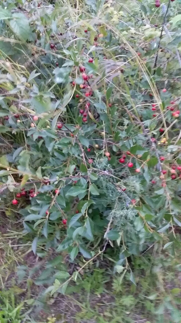 Что можно вырастить на своем земельном участке: красота и польза. Мой личный опыт.