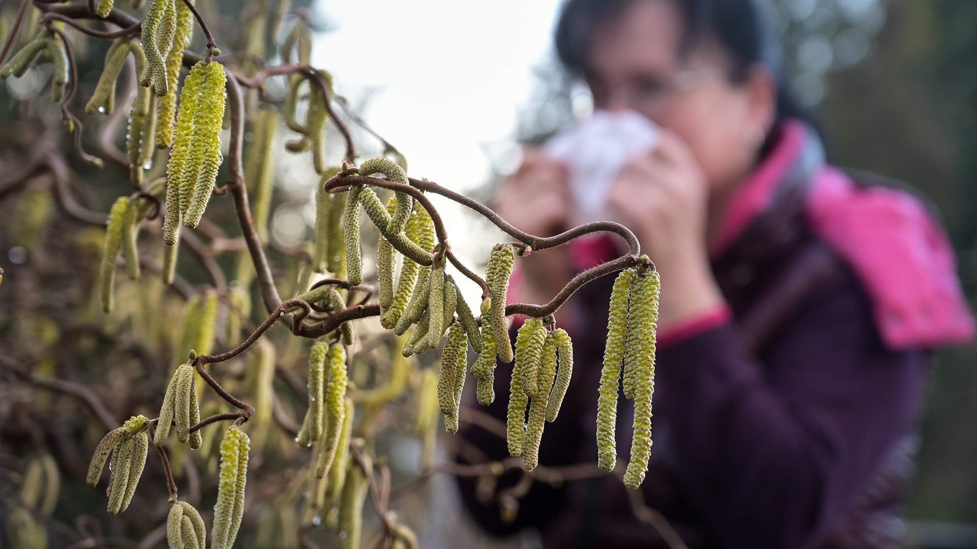 Рыльце в пыльцу: когда в Москве ожидается пик цветения