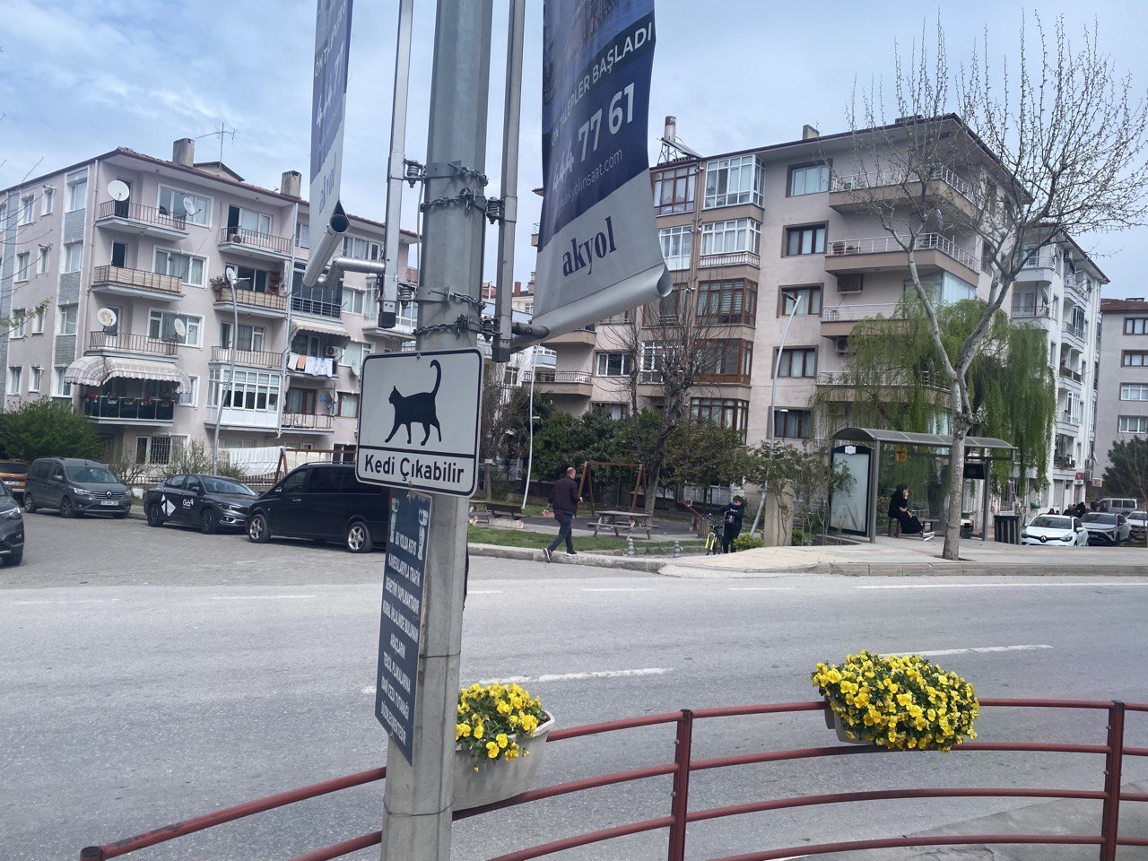 Турция - настоящий рай для собак и кошек!