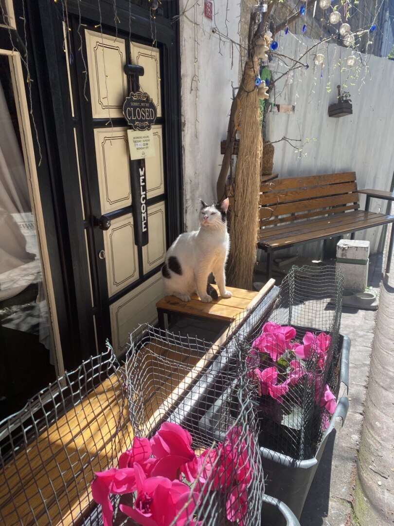 Турция - настоящий рай для собак и кошек!