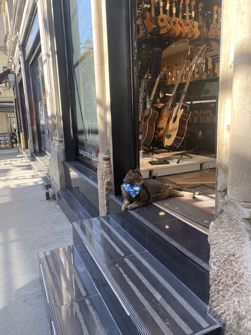 Турция - настоящий рай для собак и кошек!