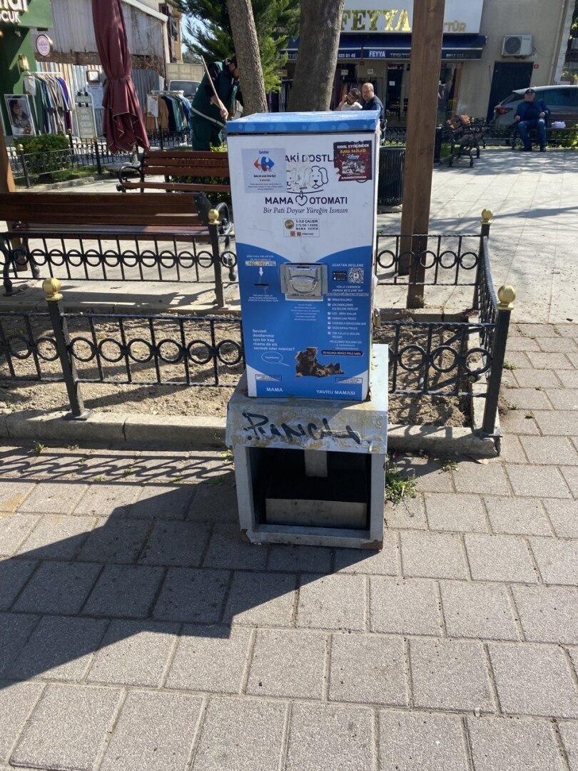 Турция - настоящий рай для собак и кошек!