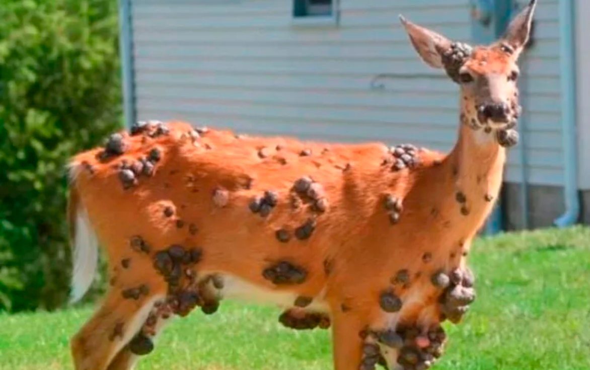 Инфекционист Данилов предупредил о возможных случаях "болезни зомби оленей"