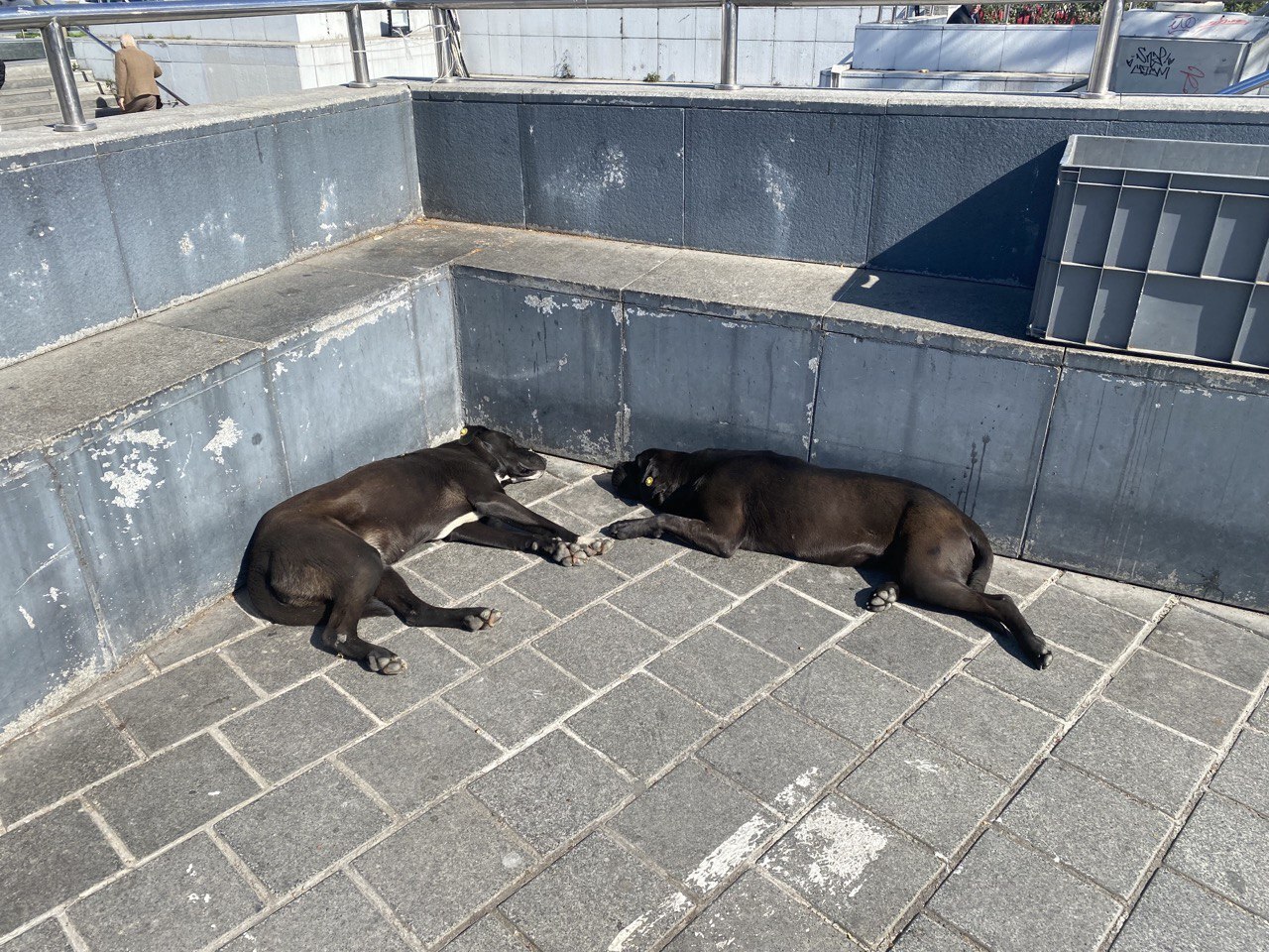 Турция - настоящий рай для собак и кошек!