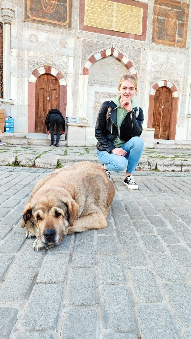 Турция - настоящий рай для собак и кошек!