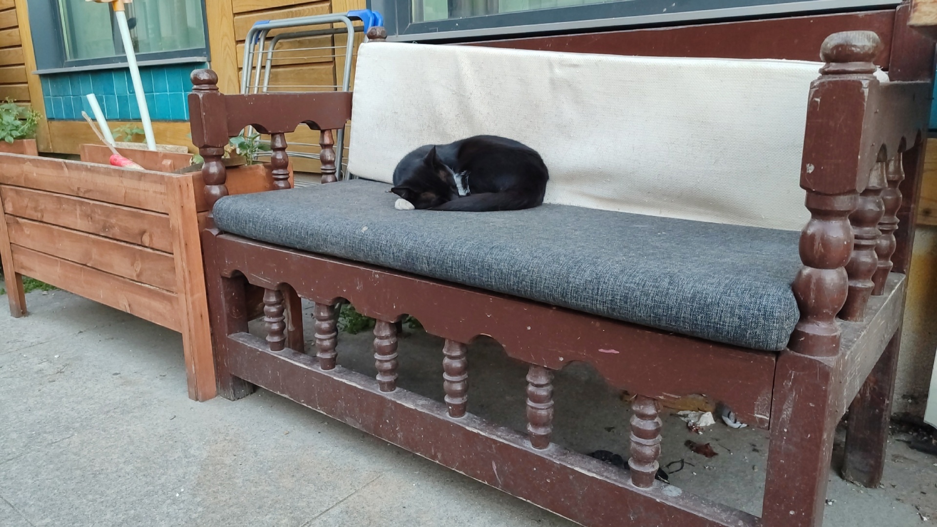 Турция - настоящий рай для собак и кошек!