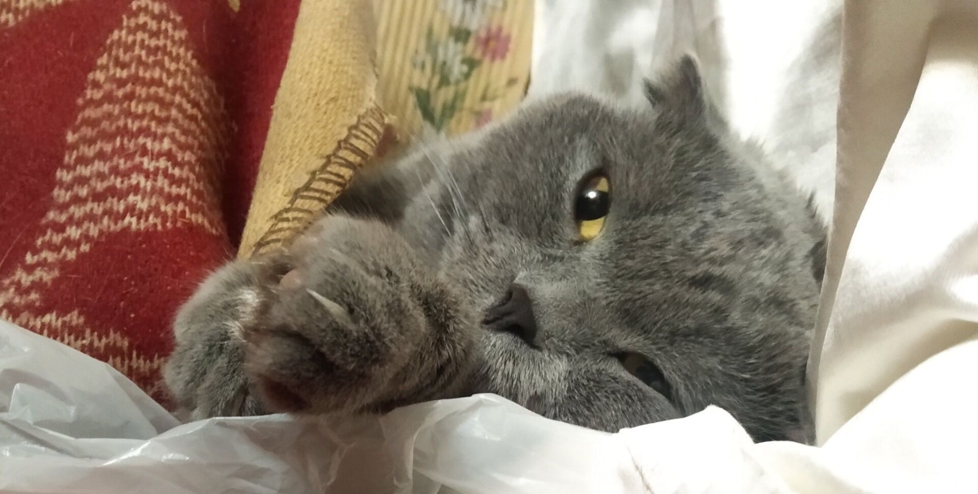 Как мое утро с безумной фигни началось сегодня... 😱 Покушение на кота, гость в холодильнике и кошачий сюрприз!