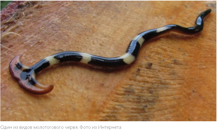 "Невероятные твари с суперспособностями: познакомьтесь с самыми необычными животными мира"