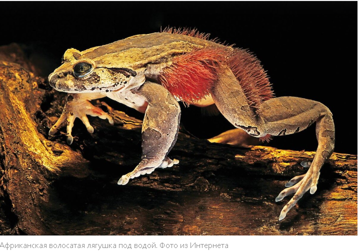 "Невероятные твари с суперспособностями: познакомьтесь с самыми необычными животными мира"