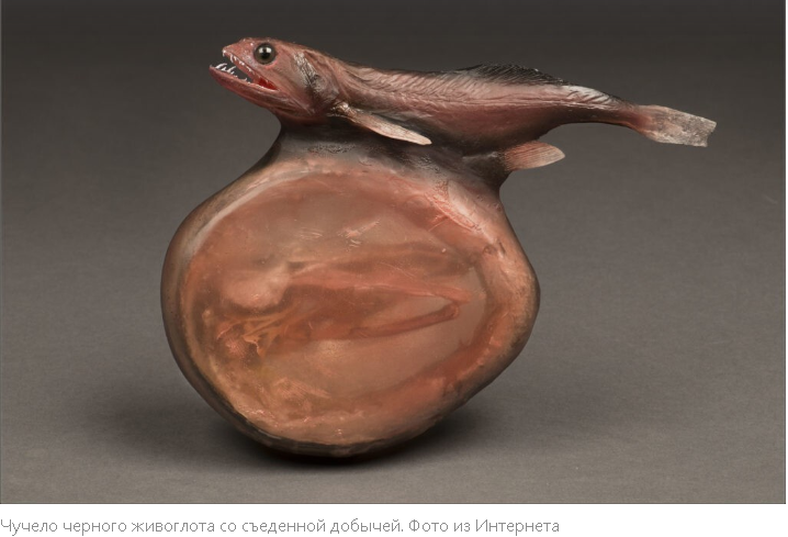 "Невероятные твари с суперспособностями: познакомьтесь с самыми необычными животными мира"