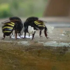 А Вы в курсе, что есть пчелы без жала?