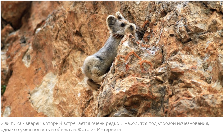 "Живые Загадки: Открываем неизведанные чудеса живой природы!"