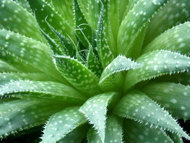 Семь лет без воды: Удивительная жизнестойкость растений алоэ.