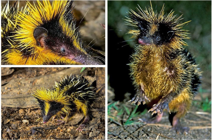 "Живые Загадки: Открываем неизведанные чудеса живой природы!"