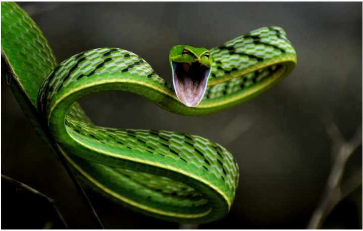 "Живые Загадки: Открываем неизведанные чудеса живой природы!"