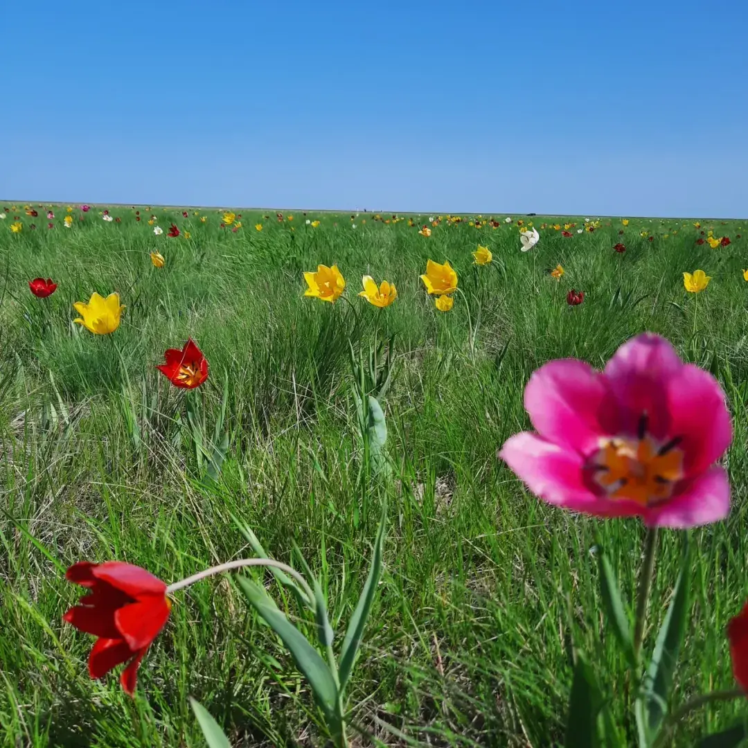 На встречу - к прекрасному. В гостях у тюльпанов. История одного апрельского дня.