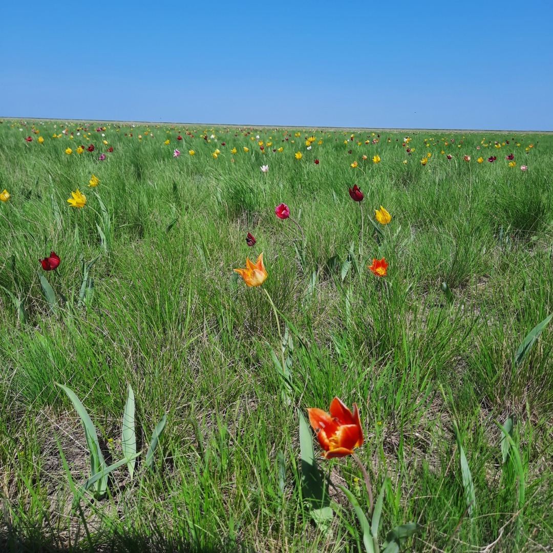 На встречу - к прекрасному. В гостях у тюльпанов. История одного апрельского дня.
