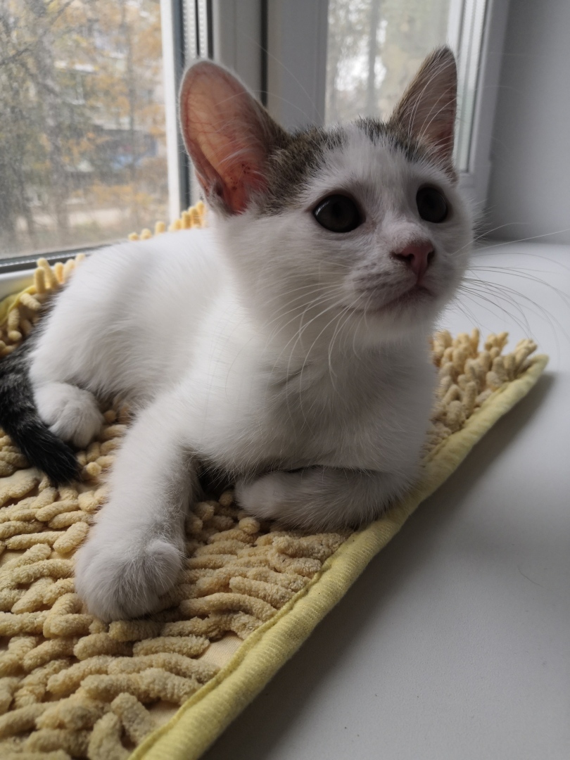 Суровые тульские законы, или как моя кошка напомнила мне, что алкоголь в Туле с 14 ч. продают