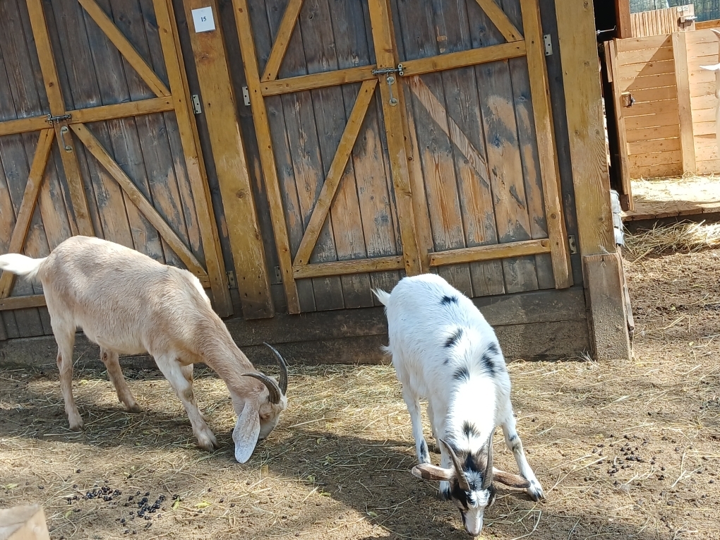 Бесплатный шашлык и чай с вкусняшками